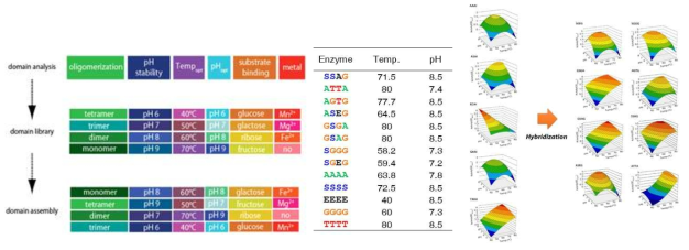 기능에 따른 적응진화 부위 규명(좌) 및 맞춤형 효소 제작을 통한 활성 변화 검증(우)