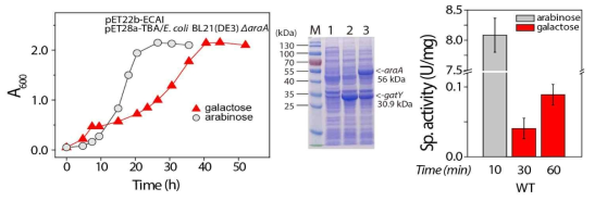araA, gatY 유전자를 포함하는 균주의 아라비노스 및 갈락토스 배지에서의 성장곡선 확인(좌), 유전자 발현확인(중), araA 단백질의 in vitro assay(우)