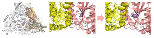 초호열균 유래 AI와 4종의 지표 AI의 super-imposed 구조(좌) 및 호열균 유래 AI active site의 구조변화 정도(우)