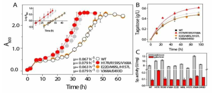 선별된 변이체의 in vivo assay, 및 in vitro assay