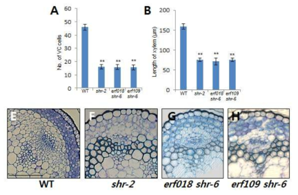 erf018 shr와 erf109 shr 이중변이체의 지상부 관다발 조직에 발생학적 결함들이 관찰됨