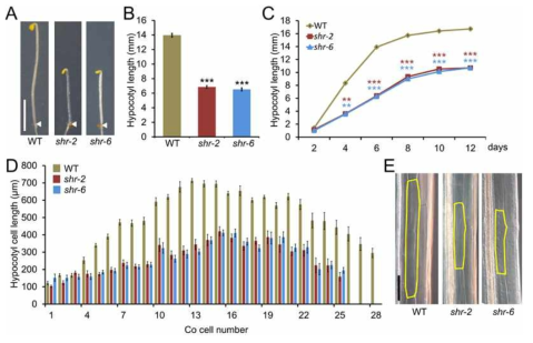 Etiolated shr 기능소실변이체(shr-2와 shr-6)의 hypocotyl cell elongation이 현저히 저해됨