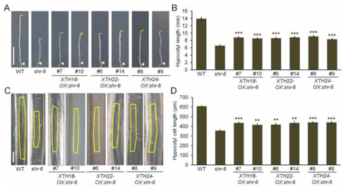 세 XTH 유전자 과발현체(XTH-OX)는 유의미하게 shr hypocotyl 표현형을 부분적으로 복원함