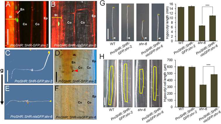 Cell-autonomous SHR은 hypocotyl cell elngation을 유발할 수 있음