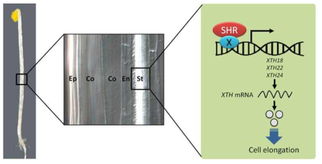 Hypocotyl 신장 과정에서 SHR-mediated 네트워크 모델