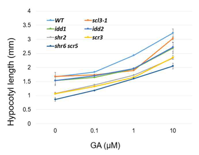 GA에 의한 hypocotyl 생장반응을 분석한 결과 야생형에 비해 shr, scr, idd1, idd2이 둔감하게 반응함