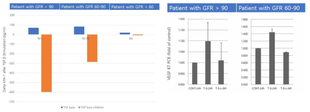 TGF beta 자극 후 신섬유화 장기칩에서 KIM-1 및 VEGF 발현 변화