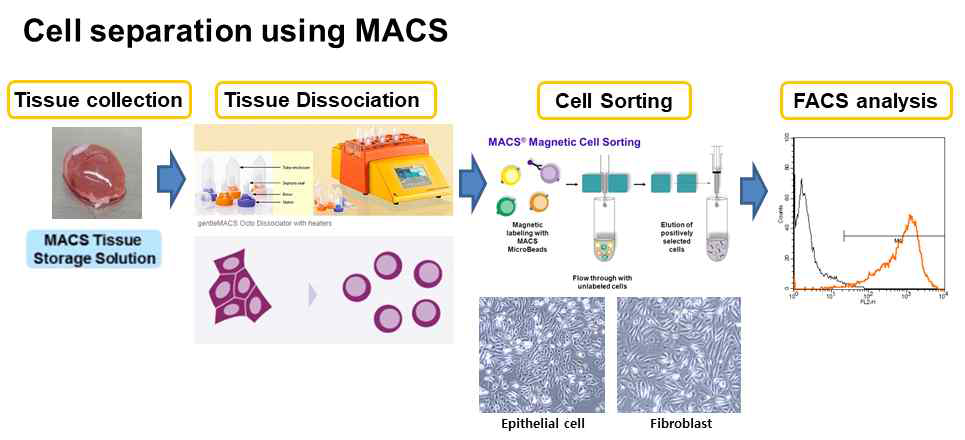 신장조직 수집에서 세포분리 확인하는 기술공정 요약도