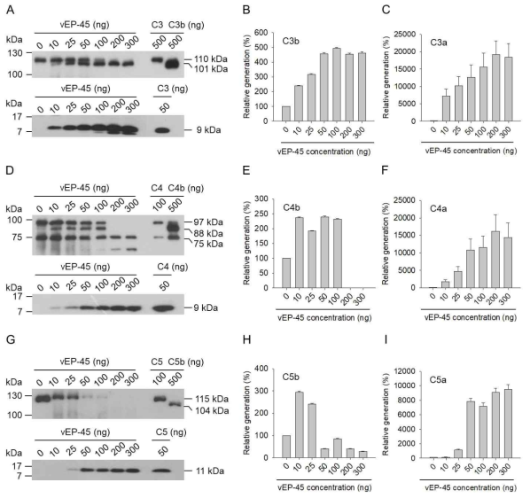 Cleavage of human complement proteins C3, C4, and C5 by vEP-45 as shown by Western blottings. (A, D, and G) Human complement proteins C3 (1 μg), C4 (0.5 μg), or C5 (0.5 μg) were incubated with vEP-45 (10, 25, 50, 100, 200, or 300 ng) for 3 min at 37°C. Proteins from each sample were separated by SDS-PAGE and Western blottings were performed with anti-C3 antibody (A upper panel), anti-C3a antibody (A lower panel), anti-C4 antibody (D upper panel), anti-C4a antibody (D lower panel), anti-C5 antibody (G upper panel), or anti-C5a antibody (G lower panel). (B, C, E, F, H, and I) The histograms show the productions of C3b α′ chain (B), C3a (C), C4b α′ chain (E), C4a (F), C5b α′ chain (H), and C5a (I) upon treatments with different concentrations of vEP-45, in which the value obtained from non-treated control was regarded as 100%