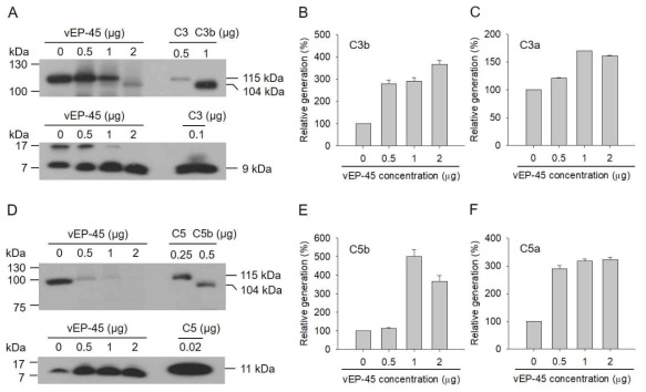 Cleavage of C3 and C5 by vEP-45 in plasma milieu. (A and D). Samples of human blood plasma (10%) were incubated with vEP-45 (0.5, 1, or 2 μg) for 3 min at 37°C. Proteins from each sample were separated by SDS-PAGE and Western blottings were performed with anti-C3 antibody. (B, C, E, and F) The histograms show the productions of C3b α′ chain (C), C3a (D), C5b α′ chain (E), and C5a (F) upon treatments with different concentrations of vEP-45, in which the value obtained from non-treated control was regarded as 100%