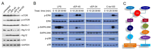 Activation of autophagy system by vEP. (A and B) Raw264.7 cells were treated with 1 μg/ml of vEP. Proteins from each sample were separated by SDS-PAGE and Western blottings. LPS (1 μg/ml) was used as a positive control. (C) Schematic representation of the activation of autophagy