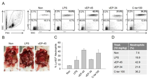 Effect of vEP-45 on population level of neutrophils in vivo. The mice were injected with LPS (10 mg/kg) or vEP-45 (10 mg/kg), vEP-34 (10 mg/kg), or C-ter 100(10 mg/kg). The level of neutrophils was analyzed by FACS 3 h after injection. (A) Neutrophils were gated based on forward and side scatter characteristics and then examined for expression of Ly-6G. (B) Mouse intestine 3 h after injection of LPS or vEP-45. (C) The histogram shows the percentages of Ly-6G+ neutrophils. (D) The table shows the percentages of monocytes. Data were obtained from three independent experiments