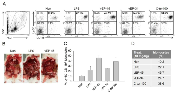 Effect of vEP-45 on the population level of monocytes in vivo. The mice were injected with LPS (10 mg/kg) or vEP-45 (10 mg/kg), vEP-34 (10 mg/kg), or C-ter 100(10 mg/kg). The level of monocytes was analyzed by FACS 3 h after injection. (A) Monocytes were gated based on forward and side scatter characteristics and then examined for expression of Ly-6C and, CD11b. (B) Mouse intestine 3 h after injection of LPS or vEP-45. (C) The histogram shows the percentages of Ly-6C+CD11b+ monocytes. (D) The table shows the percentages of monocytes. the Data were obtained from three independent experiments