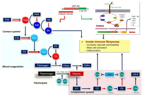 Overall summary in the involvement of vEP in innate immunity