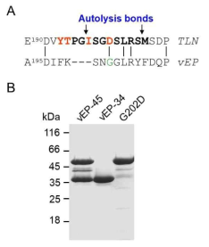 Alignment of thermolysin and vEP sequences (A) and SDS-PAGE analysis of vEP-45, vEP-34 and G202D (B)