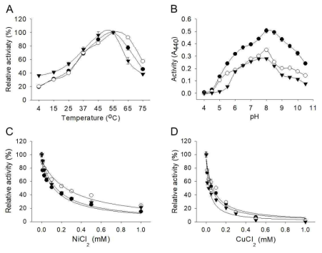 Comparison of biochemical characteristics of vEP-45, vEP-34 and G202D. (A) Protease activity was assayed with azocasein at different temperatures. (B) Protease activity was assayed with azocasein at various pHs using the following buffer systems: 50 mM sodium acetate (pH 4.0~5.5); 50 mM sodium phosphate (pH 6.0~7.5); 50 mM Tris-HCl (pH 8.0~8.5); 50 mM glycine-NaOH (pH 9.0~10.5). (C and D) Inhibition of vEP-45, vEP-34, and G202D activity by NiCl2 (C) and CuCl2 (D). The enzyme activity was assayed with azocasein as a substrate in the presence of different concentration of each inhibitor. Symbols: ●, vEP-45; ○, vEP-34; ▼, G202D. The data are the mean values from two separate experiments performed in triplicate