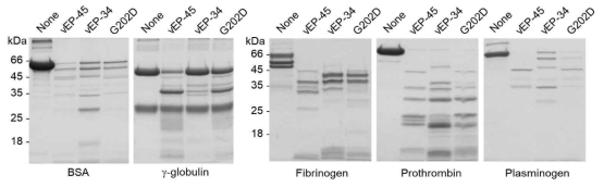 Substrate specificity of vEP-45, vEP-34 and G202D. Ten micrograms of each protein as indicated was incubated with 0.3 ug of purified enzyme and then separated on 12% polyacrylamide gel. Fibrinogen was digested for 20 min at room temperature. Prothrombin was digested for 5 min at room temperature. Plasminogen, BSA and γ-globulin were digested for 60 min at 37℃