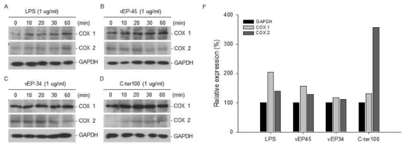 Effect of vEP on Bradykinin Receptor signaling pathway. Raw 264.7 cells were treated with (A) LPS (1 μg/ml) or (B) vEP-45 (1 μg/ml) or (C) vEP-34 (1 μg/ml) or (D) C-ter 100 (1 μg/ml) for 10 or 20 or 30 or 60 min. Proteins from each sample were separated by SDS-PAGE and Western blottings were performed with antibodies raised against COX1, COX2 and GAPDH. (F) The relative expression levels of COX1 and COX2 at 10 min are shown by histograms. Each value was calculated as the ratio of signal intensity normalized to that of GAPDH