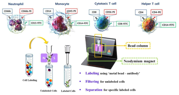 자성입자-항체 기반의 특정 백혈구 농축과정