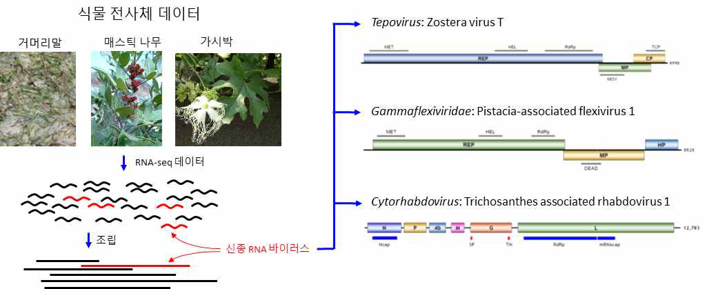신종 RNA 바이러스 유전체 발굴의 예