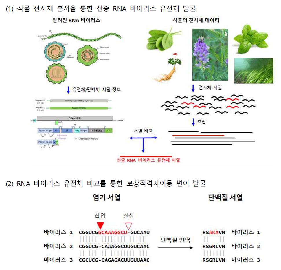 식물의 전사체 분석을 통한 신종 RNA 바이러스 유전체 발굴 및 진화 양상 연구 방법