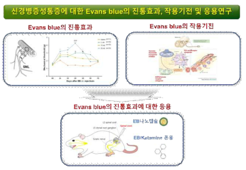 신경병증성통증에 대한 Evans blue의 진통효과, 작용기전 및 응용연구