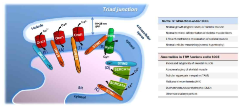STIM 단백질과 골격근의 수축 및 이완 매개 단백질들의 상호 조절 관계 도식