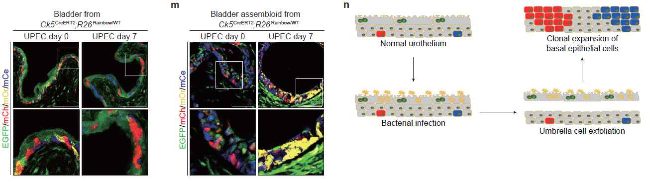 In vivo 레인보우 마우스와 in vitro 멀티컬러 방광오가노이드 모델의 비교 분석을 통해 방광줄기 세포가 polyclonal expansion의 기작을 통해 방광재생을 유도함을 확인
