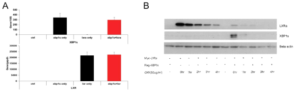 XBP1s는 LXRα 전사인자로서의 활성을 억제함. (A) XBP1s에 의한 LXRα의 활성억제는 유전자 발현(mRNA) 영향없이 이루어짐. (B) XBP1s는 LXRα의 단백질 안정성에 영향을 미침. (A) Realtime QPCR. (B) Western blot