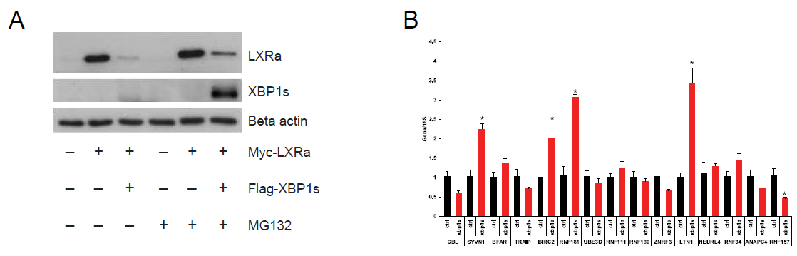 LXRα 단백질 분해에 관계하는 E3 ligase 탐색. (A) XBP1s는 LXRα의 단백질 안정성에 영향을 미침. (B) XBP1s 발현후 E3 ligase 유전자 발현 측정. (A) Western blot. (B) Realtime QPCR