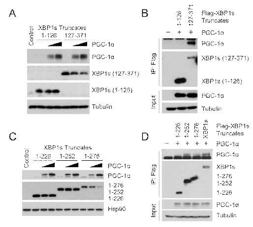 XBP1s의 activation domain이 PGC-1α와의 단백질 상호작용 및 XBP1s 활성 조절에 관여. (A) PGC-1α와 XBP1s의 단백질 domain 구조. (A-D) 돌연변이 유도를 통해 PGC-1α와 상호작용을 하는 XBP1s 단백질 내 domain 을 co-immunoprecipitation (B, D) 및 Western blot (A, C)을 통해 분석