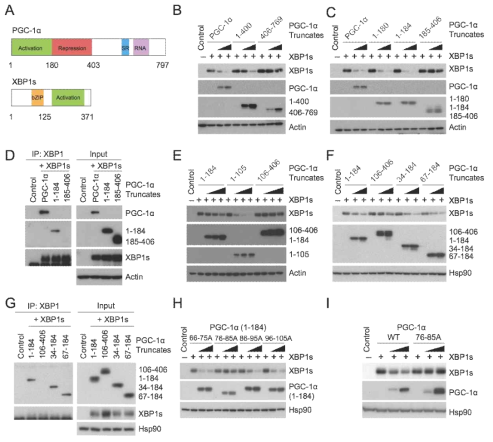 PGC-1α의 activation domain이 XBP1s와의 단백질 상호작용 및 XBP1s 활성 조절에 관여. (A) PGC-1α와 XBP1s의 단백질 domain 구조. (B-I) 돌연변이 유도를 통해 XBP1s와 상호작용을 하는 PGC-1α 단백질 내 domain을 co-immunoprecipitation (D, G) 및 Western blot (B, C, E, F, H, I)을 통해 분석