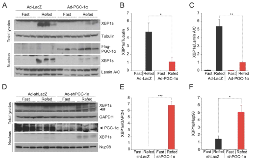 동물실험에서 간 조직 내에서의 XBP1s와 PGC-1α의 상호작용이 XBP1s 단백질 발현 정도를 결정. (A-C) 건강한 마우스에서 비만 마우스에서 보여지는 것과 같이 간에서의 PGC-1α 발현을 증가시키면 XBP1s 단백질 발현 감소. (D-F) 비만 마우스에서 비정상적으로 증가한 간에서의 PGC-1α 발현을 감소시키면 XBP1s 단백질 발현 증가/회복. (A, D) Western blot. (B, E) 총 XBP1s 단백질 발현량. (C, F) 핵내 XBP1s 단백질 발현량