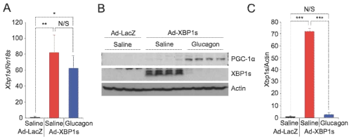 Fasting 호르몬인 glucagon 주입을 통해 간 조직의 PGC-1α 발현을 증가시키면 XBP1s 단백질 발현 감소. (A) XBP1s mRNA 발현량. (B) Western blot. (C) 총 XBP1s 단백질 발현량