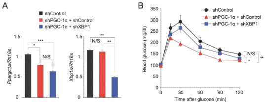XBP1s와 PGC-1α 와의 상호작용이 당대사 및 대사 질환에 영향. (A, B) ob/ob 마우스에 해당 유전자 발현을 억제시키는 shRNA를 adenovirus를 통해 간에 발현. (A) PGC-1α(Ppargc1a) 및 XBP1s mRNA 발현량. (B) Glucose tolerance test (GTT)