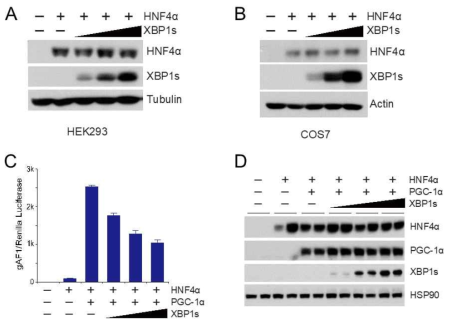 XBP1s는 HNF4α 단백질량의 변화없이 HNF4α 활성을 억제함. (A, B) HNF4α의 단백질량은 XBP1s 발현 증가에 의해 영향을 받지 않음. (C, D) XBP1s는 HNF4α의 단백질량 변화없이 HNF4α 활성을 억제함. (A, B, D) Western blot. (C) Luciferase assay