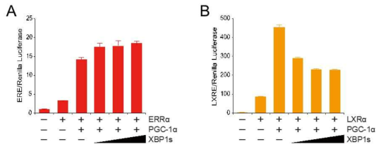 XBP1s는 LXRα 전사인자로서의 활성을 억제함. (A, B) Luciferase assay. (A) ERRα의 활성은 XBP1s의 발현 증가에 의해 영향을 받지 않음. (B) 그러나 LXRα의 전사인자로서의 활성은 XBP1s 발현에 의해 억제가 됨