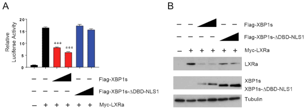XBP1s는 LXRα 전사인자로서의 활성을 억제함. (A) LXRα의 활성은 XBP1s의 전사인자로서의 기능을 할때만 억제가 됨. (B) 이는 LXRα의 단백질량 감소를 통해 이루어짐. (A) Luciferase assay. (B) Western blot