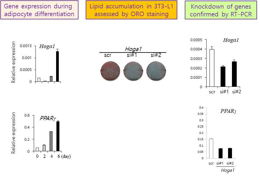 Oil Red-O staining 방법을 이용한 HOGA1의 3T3-L1 세포에서의 siRNA knock-down 실험 결과