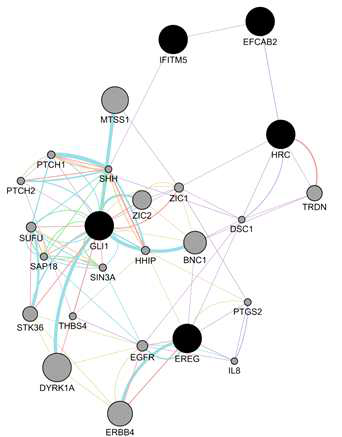 인간 protein-protein interaction DB를 활용한 골분화 유전자들에 대한 network 분석 결과