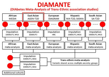 제2형 당뇨병 연구 DIANANTE 컨소시엄의 인종간 전장유전체연관메타분석 체계도