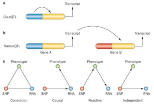 SNP와 mRNA 발현 관련성을 보여주는 관계도