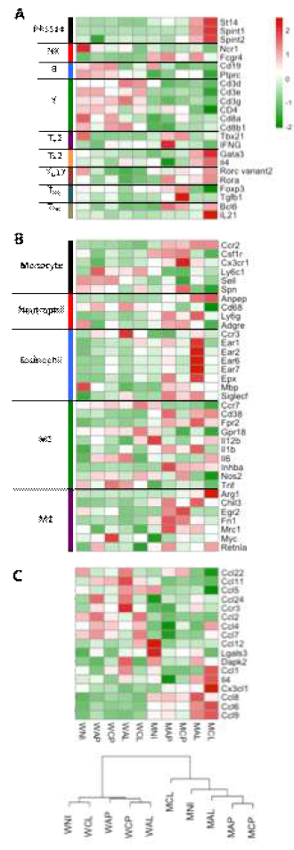 Expression profile analyses of immune cells andeosinophil chemoattractants. (A) Heatmapof selected signature genes and transcription factors for lymphoid cells alongwith Prss14 and its inhibitors. (B) Heatmap of selected signature genes formyeloid cells. (C) Heatmap analysis of eosinophil chemoattractants (Top). Hierarchicalclustering of eosinophil chemoattractant gene profiles (Bottom). Color key:-2.0 (green) to 2.0 (red). Group names at the bottom