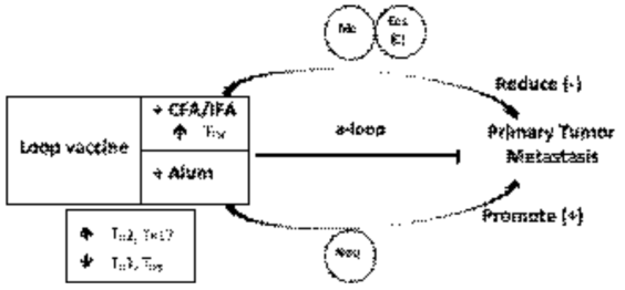 Model ofimmunological influences involved in the effects of loop metavaccineimmunization against breast cancer