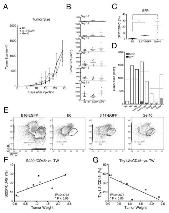 Immunological response to EGFP+tumor in 3 mouse models. (A) Tumor growth in B6, 3.1T-EGFP, and Get40 miceinoculated with B16-EGFP melanoma. (B) Tumor size at 10, 13, 15, 17, 19, and 21days after injection in three mouse models. (C) Proportion of GFP+to CD45- in tumor. *p=0.0390; ***p=0.0001; unpaired t-test. (D)Tumor size normalized with proportion of GFP+ in tumor. Filled barindicates GFP+ population of tumor and blank bar represents the restof tumor. And dotted line and solid line indicate the mean of GFP+population and the rest of tumor respectively. (E) Representative images of the expression of GFP and G8.8 (EpCAM) on CD45- cells from B16-EGFP cell line andtumors of 3 mouse models. The polygon represents GFP+ population in tumors. (F)Correlation between tumor weight and proportion of B220+ to CD45+in tumors. (G) Correlation proportion of Thy1.2+ to CD45+in tumors with tumor weight. The R2 and P value are indicated oneach graph