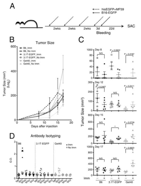 B16-EGFP tumor growth after immunizationof his-tagging EGFP in 3 mouse models. (A) The experimental scheme of Immunization of his-tagging EGFP (hisEGFP) in 3 mouse models. 3 mouse models were subcutaneously immunized with 20ug of hisEGFP andadjuvant MF59 four times at intervals of two weeks. 3 days after 4th hisEGFPinjection, these mice were inoculated with 2x105 cells of B16-EGFP. (B) Tumor growth of B16-EGFP afterfour times of hisEGFP immunization. Solid lines indicate hisEGFP-immunized miceand dotted lines indicate non-immunized mice. (C) Tumor growth at 8, 12, 15, and 17 days after injection in eachmouse models. (D) Analysis of EGFP specific TH type. The dilution rate of the sera was 1:30.Filled and blank dots each indicate immunized mice and non-immunized mice