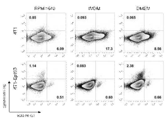 Drifts in Heterogeneity of 4T1 Cells uponCulture Media and Epithin/PRSS14 Expression (A) 4T1 and 4T1-EpiKD cell lines grown in threemedia were analyzed with flow cytometry to uncover population of cancer stemcell. Sca1 and Syndecan1 were stained with PE-Cy7 and PE individually