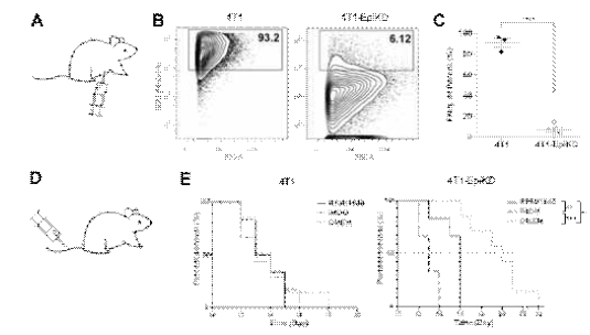 Epithin/PRSS14 deficient orthotopic tumormaintained decreased SCA1 but survival behavior remains incomprehensive (A) Schematic illustration of orthotopic tumor model of Band C. 1x10^5 cells were injected into mammary fat pad of Balb/C mice. (B and C) Representative flow cytometry results ofprimary tumors from orthotopic implantation with 4T1 or 4T1-EpiKD grown in DMEMare shown in B. Sca1 positive population is more abundant in epithin/PRSS14positive tumor originated from 4T1 than that from 4T1-EpiKD. (C) Average Sca1 positive populations from totalorthotopic tumors. Data are presented as mean ± SEM (n=3~4). **** p<0.0001(Student’s t-test). (D and E) Schematic illustration of tail vein injectionmodel in D. Survival analysis was performed with Balb/C mice which wereinjected with 5x10^5 of 4T1 or 4T1-EpiKD cells through tail vein and thepercent survival was presented in E (n=6~7). Mice injected with D-4T1-EpiKDshows enhanced survival than those with D-4T1. However, mice with I-4T1-EpiKDor R-4T1-EpiKD injection showed reduced survivals. Survival rate was comparedby Log-rank (Mantel-Cox) test. ** p<0.01; *** p<0.001