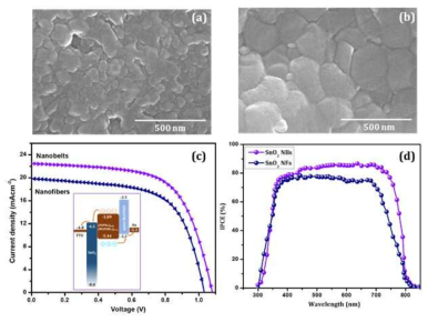 Top view of (FAPbI3)0.85(MAPbBr3)0.15 perovskite films deposited on SnO2 ETL (a) NFs (b) NBs (c) J-V characteristics of SnO2 nanofibers and nanobelts. (c) Inset shows schematic representation of energy levels of SnO2 ETL, perovskite and HTM (d) respective IPCE spectra