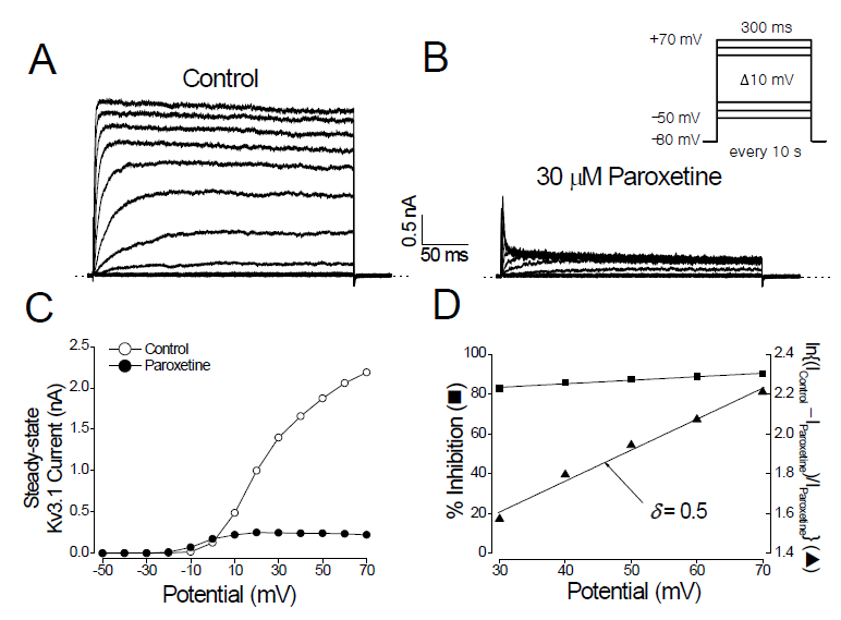 The paroxetine-induced inhibition of Kv3.1 currents is dependent on membrane potential. (A) Kv3.1 currents were produced by applying 300-ms pulses between -50 and +70 mV in 10 mV increments every 10 s, from a holding potential of -80 mV. (B) Kv3.1 currents were recorded from the cell shown in (A) in the presence of 30 mM paroxetine. The dotted lines in (A) and (B) represent the zero current. (C) The I-V relationships measured at the end of the test pulses in the absence (open circle) and presence (closed circle) of 30 mM paroxetine. (D) Percent inhibition of Kv3.1 current was plotted against the membrane potential (closed square). The degree of current reduction was recalculated with the equation of ln{(Icontrol – Iparoxetine)/Iparoxetine} and plotted against the membrane potential (closed triangle). From the linear fit of the voltage dependence data (solid line for closed triangles), the equivalent electrical distance (d) was estimated to be 0.5 ± 0.02